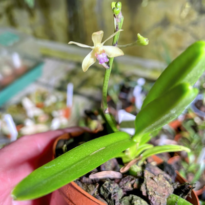 Vanda parviflora