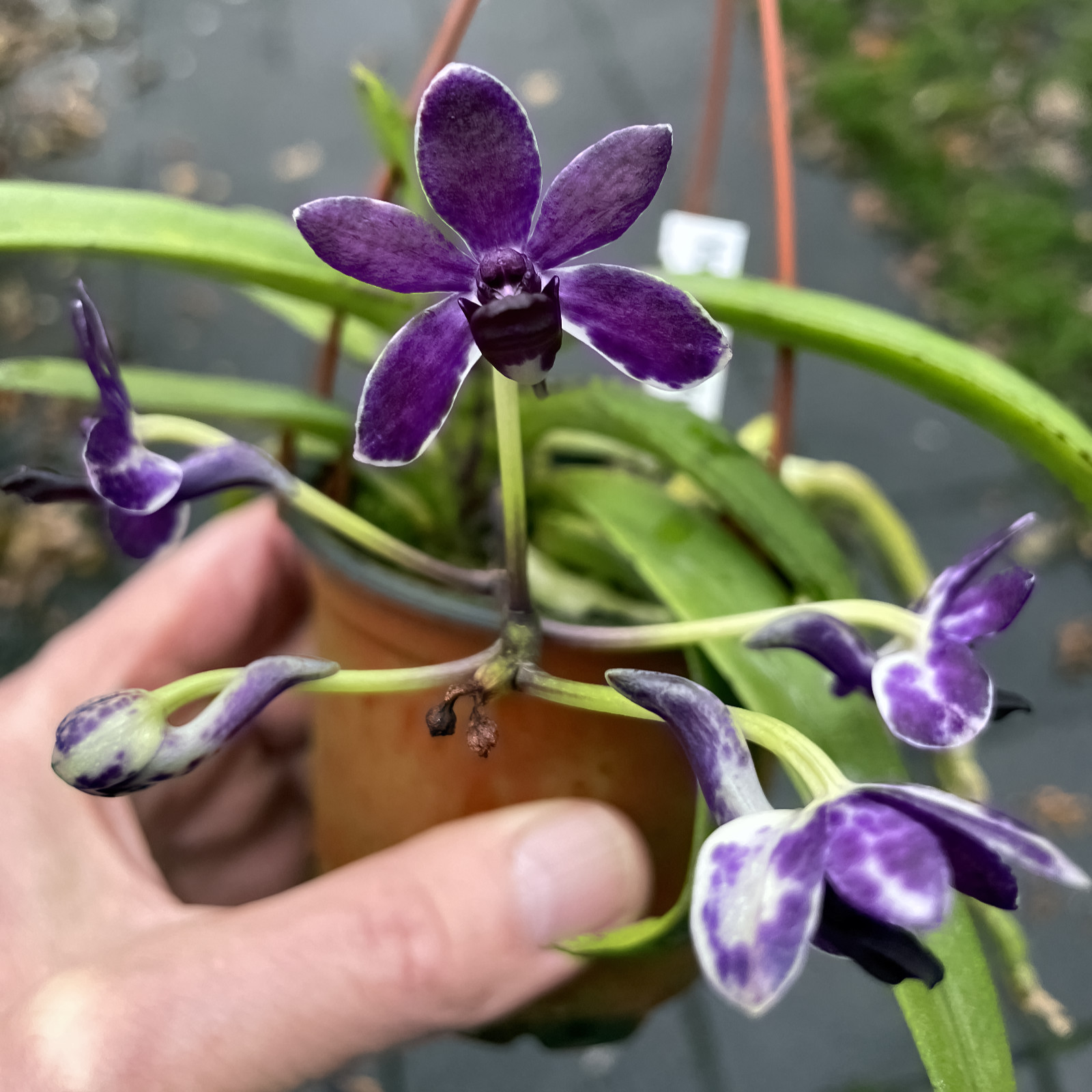 Vanda Pinky Violet Queen