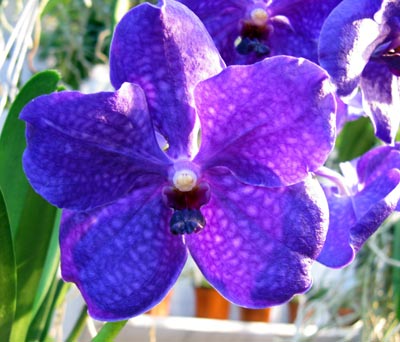 Vanda Royal Blue