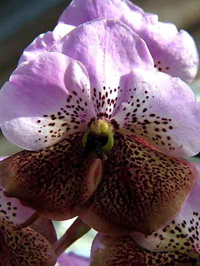 Vanda sandereana,