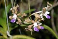 Vanda tesselata