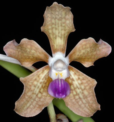 Vanda tesselata