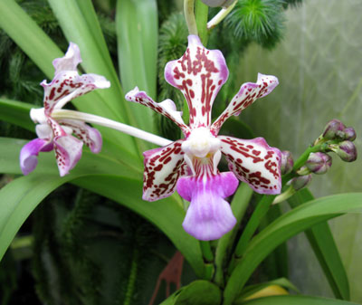 Vanda tricolor