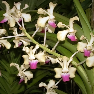 Vanda ustii (Syn. V. luzonica var. immaculata)