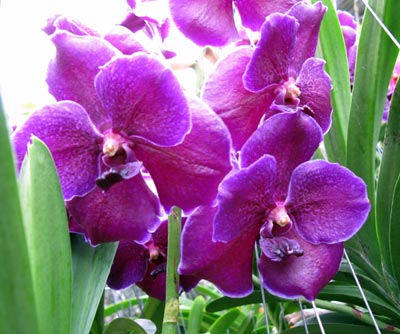 Vanda Violet Blue