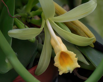 Vanilla planifolia