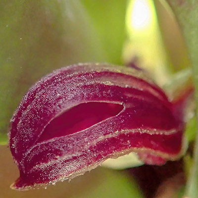 Zootrophion schenckii