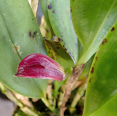 Zootrophion schenckii