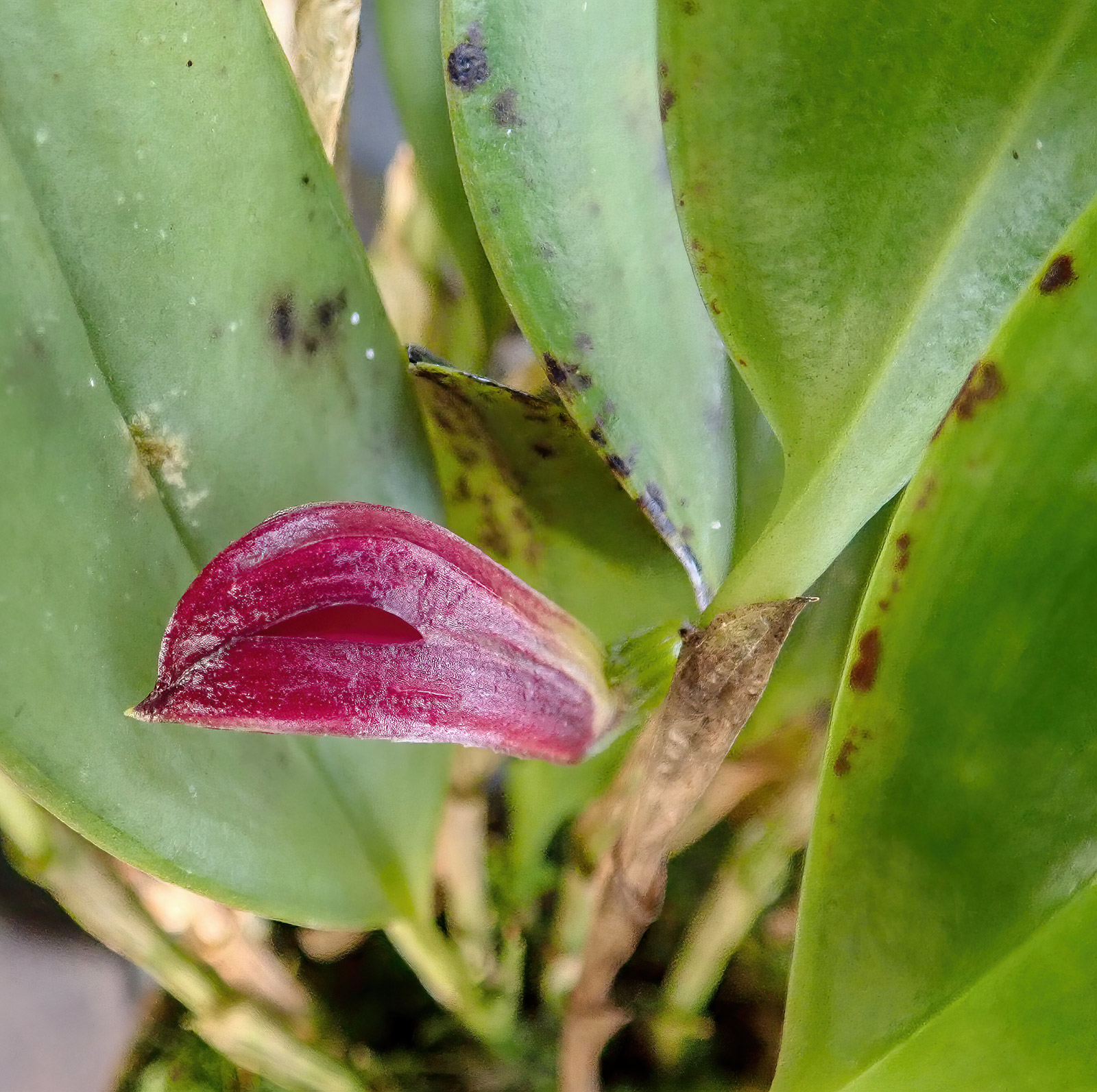 Zootrophion schenckii