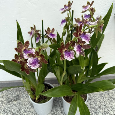 Zygopetalum Hybride