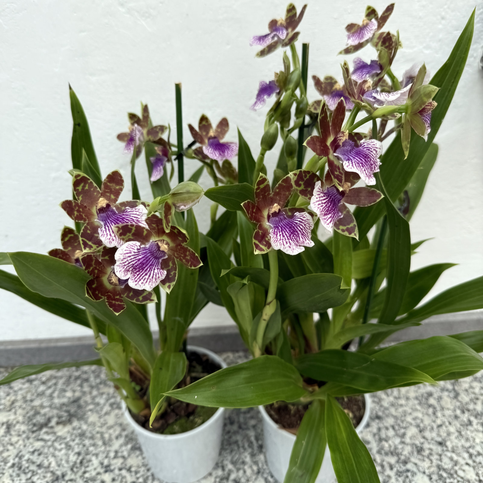 Zygopetalum Hybride