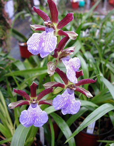 Zygopetalum triste