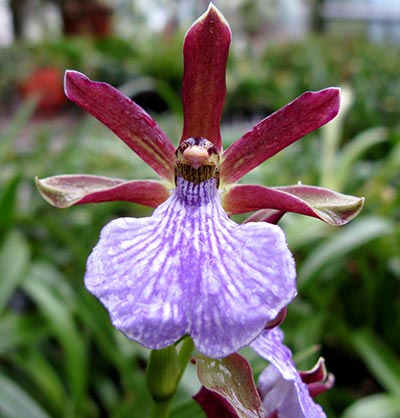 Zygopetalum triste